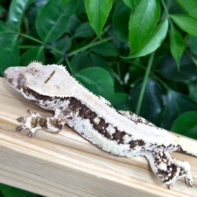 릴리100%헷아잔틱 솔리드백