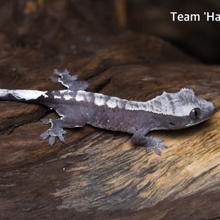 axanthic