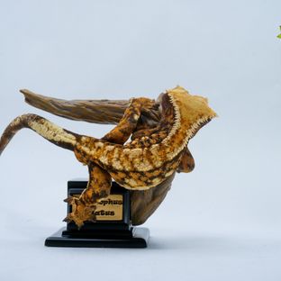 파벳 : 탠져린PJ