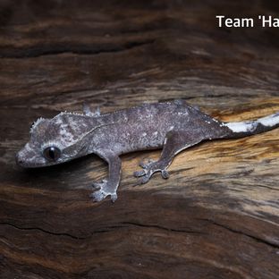 Axanthic