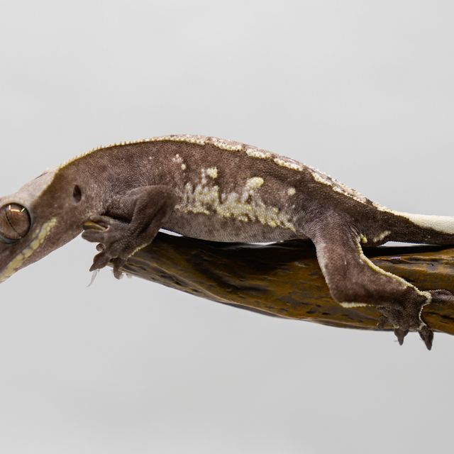 Axanthic