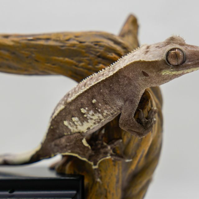 Axanthic