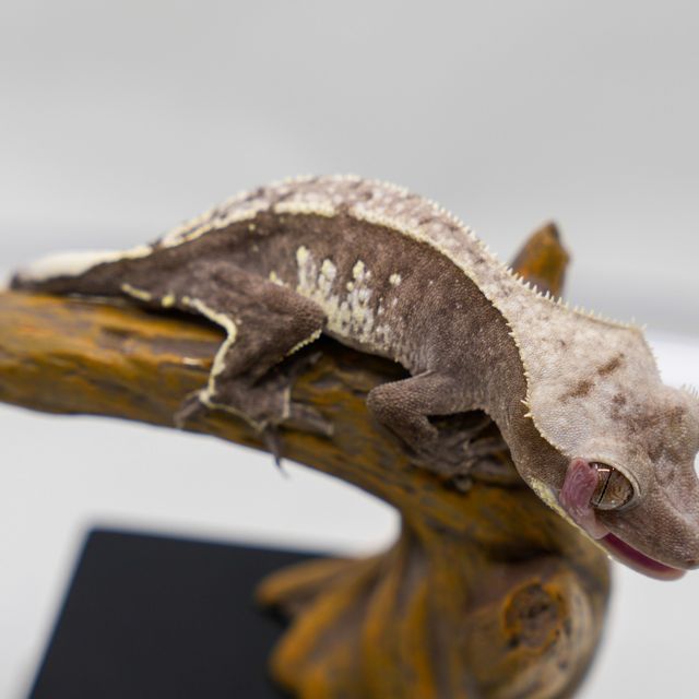Axanthic
