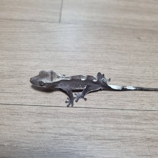 아잔틱