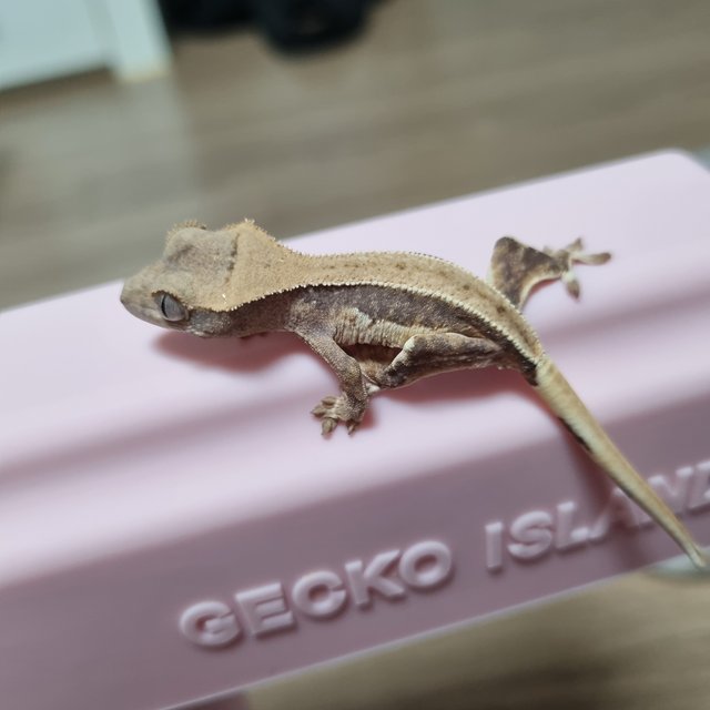 릴리화이트 트라이