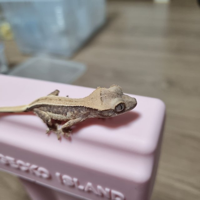 릴리화이트 트라이