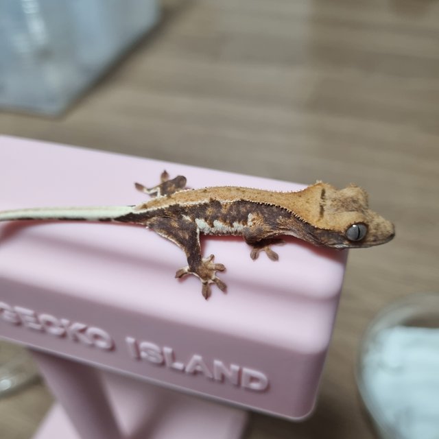 릴리화이트 트라이