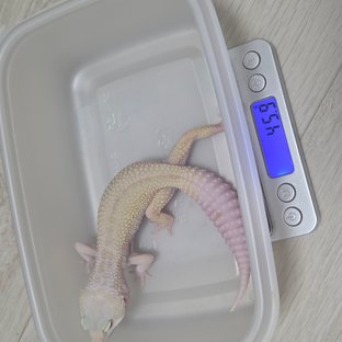 머피 패턴리스 알비노