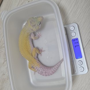 머피 패턴리스 스노우