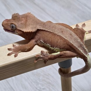 릴리화이트 팬텀