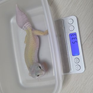 머피 패턴리스 스노우