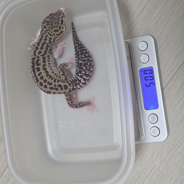 스노우 이클립스 블랙나이트