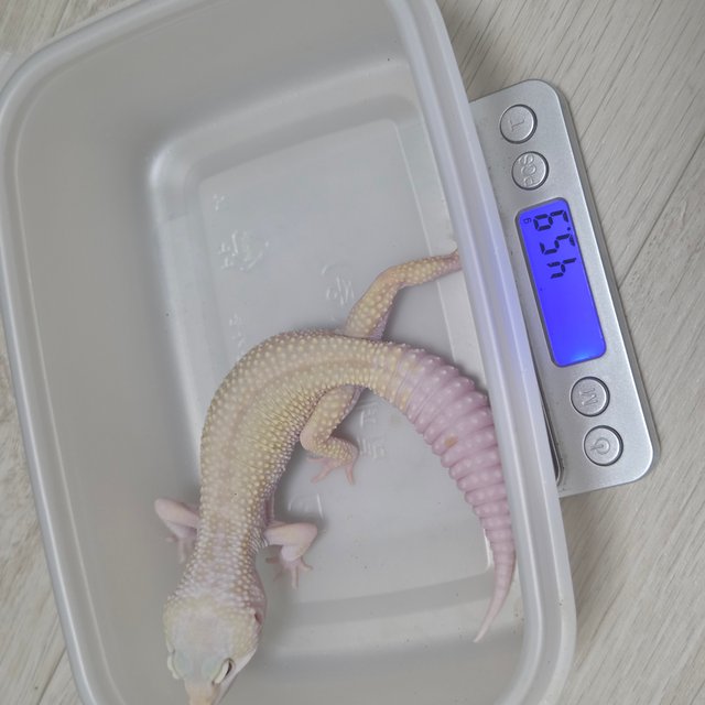 머피 패턴리스 알비노