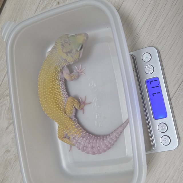 머피 패턴리스 스노우