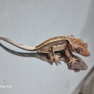 카푸치노 핀스트라이프