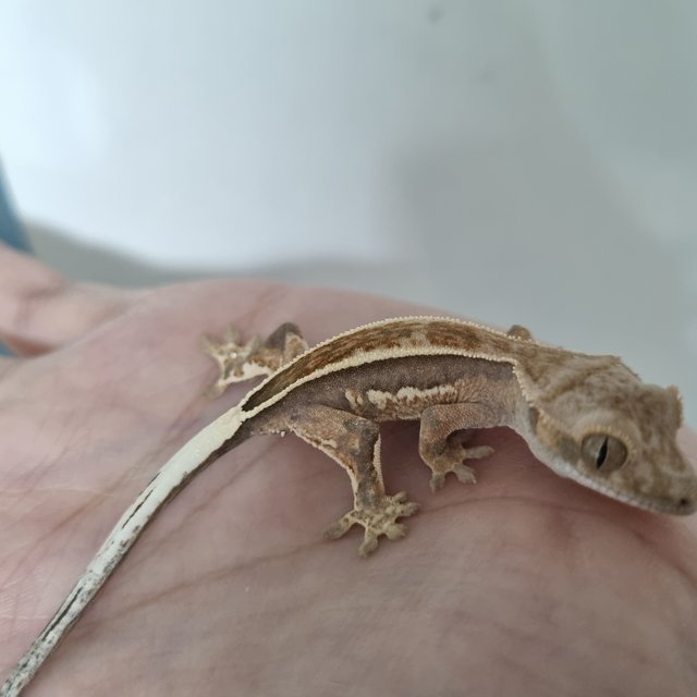 카푸치노 핀스트라이프