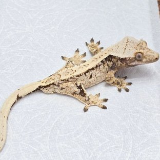 드리피 노멀 화이트스팟