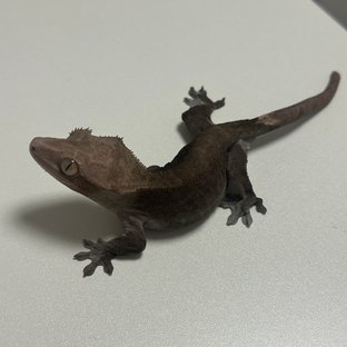 아잔틱