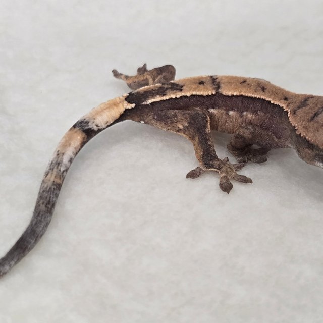 100%헷아잔틱 세이블