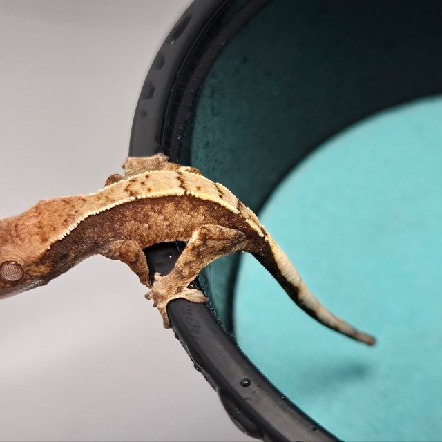 세이블