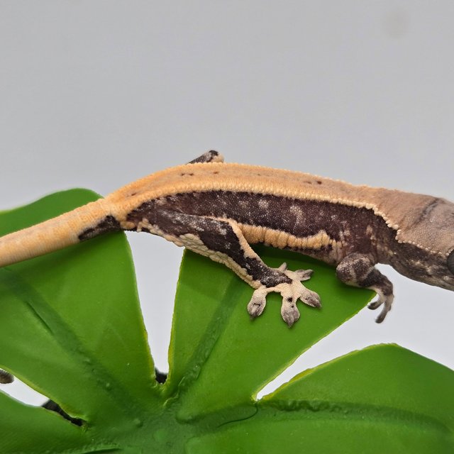 릴리100%헷아잔틱