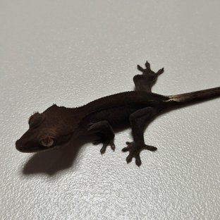 챠콜 팬텀 카푸치노 핀스트라이프