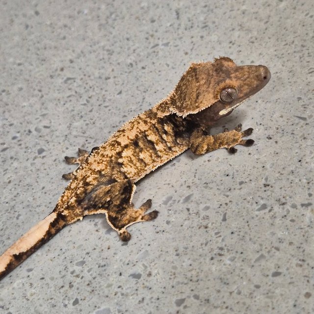 노멀 트라이 화이트스팟 익스트림할리퀸