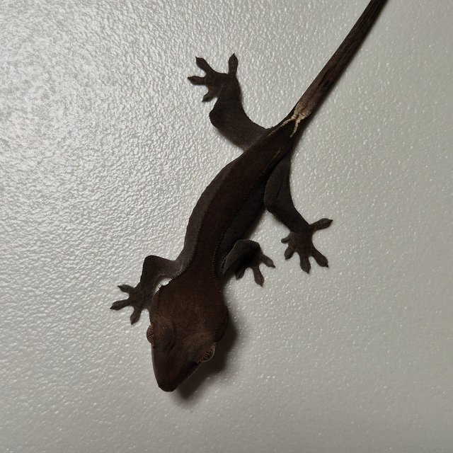 챠콜 팬텀 카푸치노 핀스트라이프