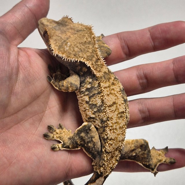 노멀 트라이 화이트스팟 익스트림할리퀸