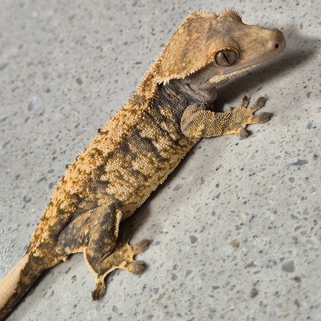 노멀 트라이 화이트스팟 익스트림할리퀸