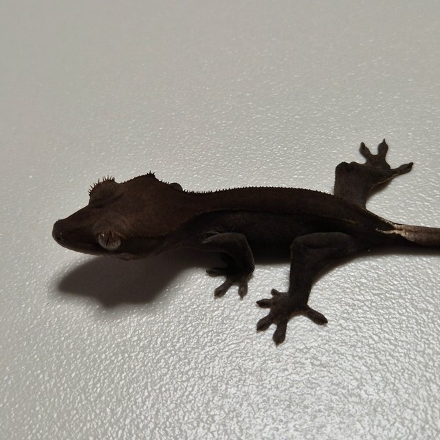 챠콜 팬텀 카푸치노 핀스트라이프