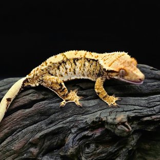 노멀 트라이 익스트림할리퀸 화이트스팟