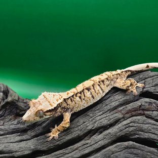 노멀 트라이 익스트림할리퀸