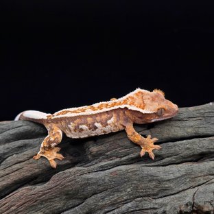 노멀 트라이 텐저린 핀스트라이프