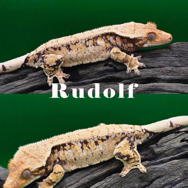 노멀 트라이 풀핀 화이트스팟 화이트포트홀 화이트핀