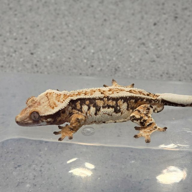 트라이 노멀 화이트크라운 쿼드 핀스트라이프