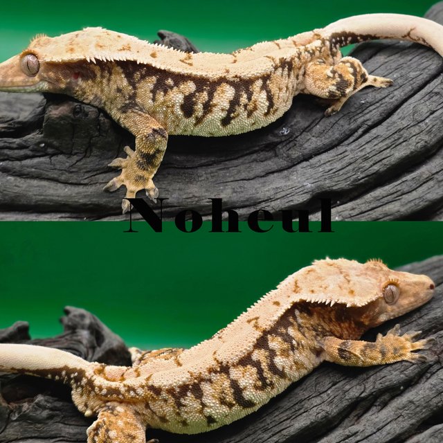 노멀 트라이 익스트림할리퀸