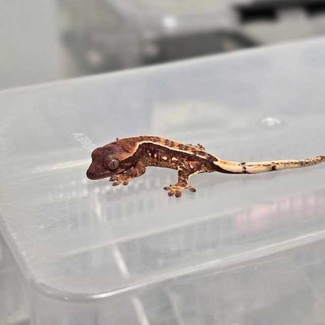 노멀 트라이 텐저린 핀스트라이프