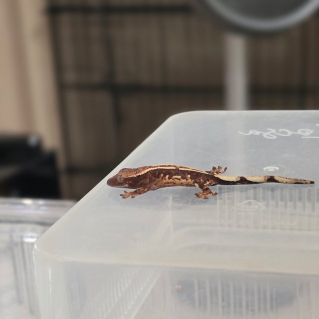 노멀 트라이 텐저린 핀스트라이프