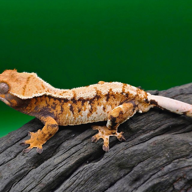 트라이 텐저린 익스트림할리퀸 할리퀸 노멀