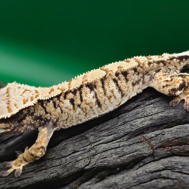 노멀 트라이 익스트림할리퀸