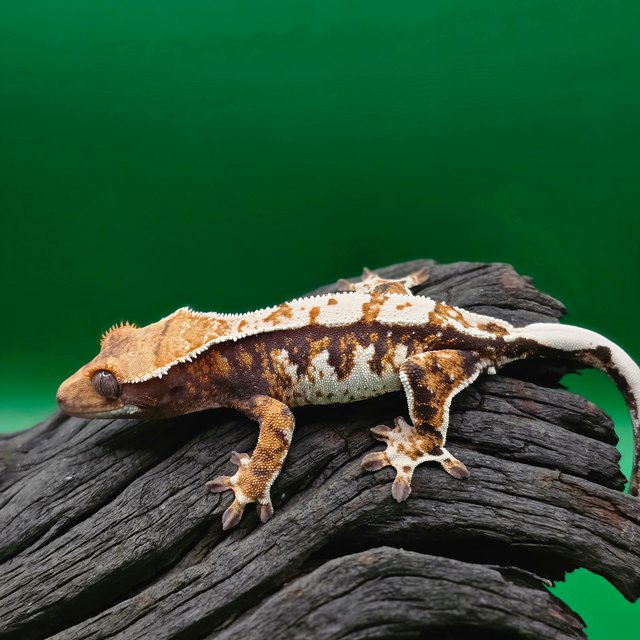 트라이 노멀 익스트림할리퀸 텐저린