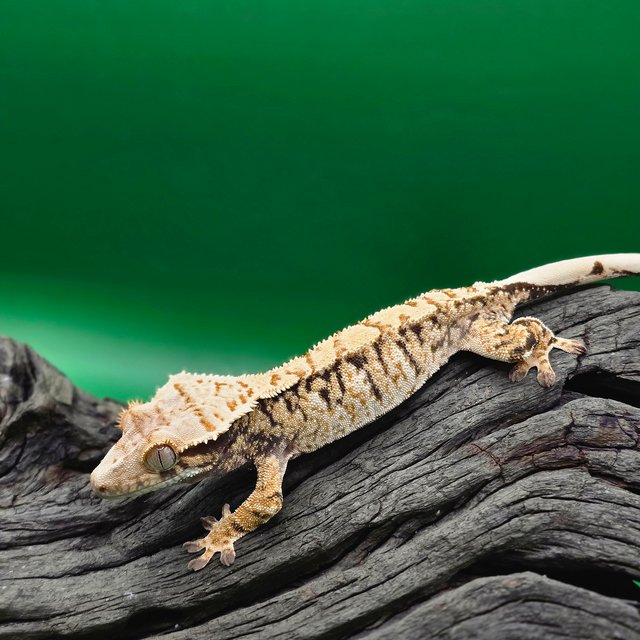 노멀 트라이 익스트림할리퀸