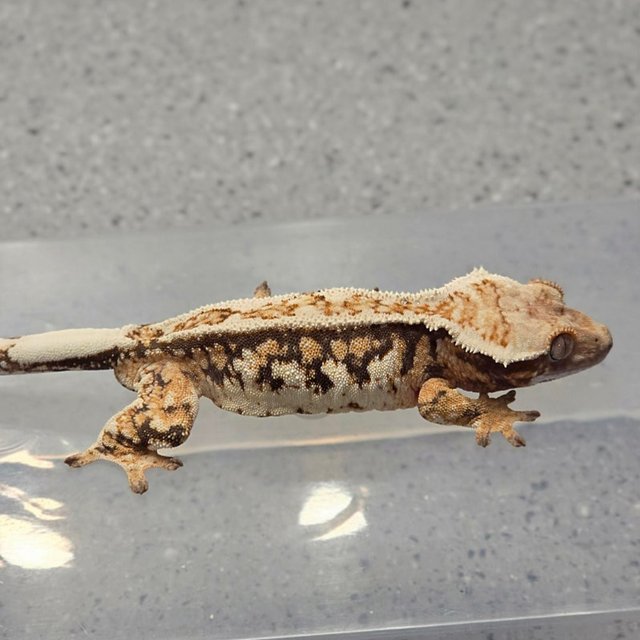 트라이 노멀 화이트크라운 쿼드 핀스트라이프