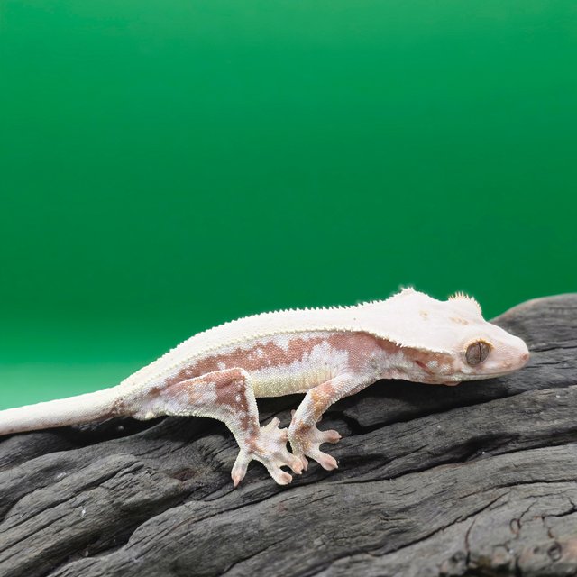 레드 릴리화이트