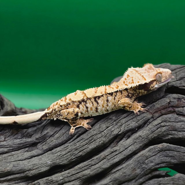 노멀 트라이 익스트림할리퀸