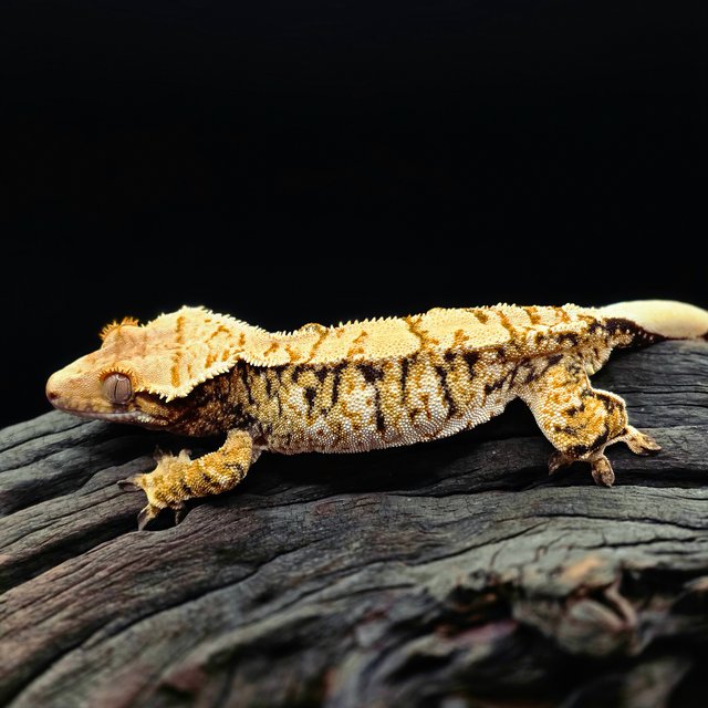 노멀 트라이 익스트림할리퀸 화이트스팟