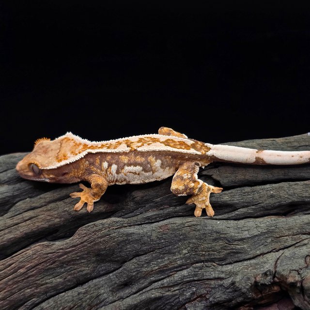 노멀 트라이 텐저린 핀스트라이프