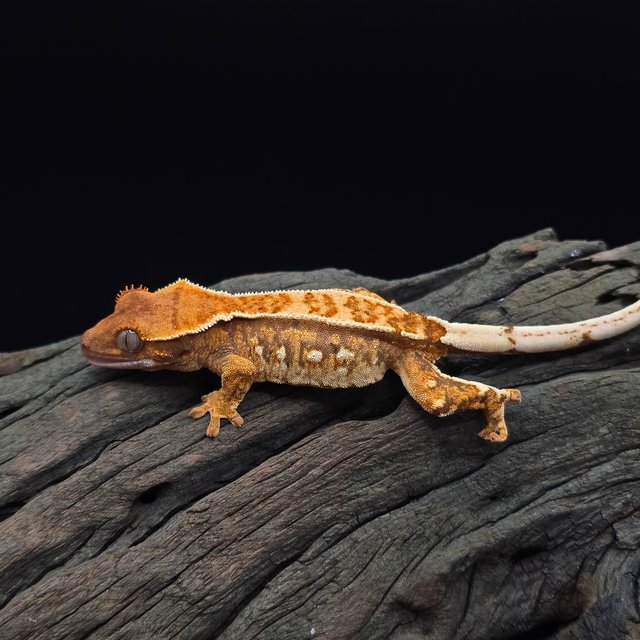 노멀 트라이 텐저린 핀스트라이프