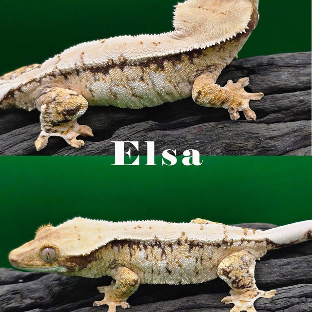 노멀 트라이 화이트스팟 화이트포트홀 화이트핀 풀핀